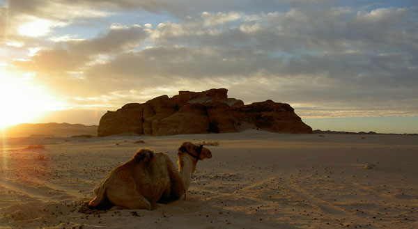 Camel at the desert sunset