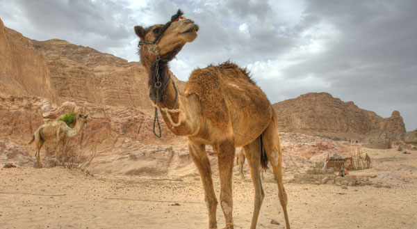 Camels Sinai