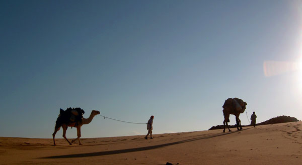 Camels and Bedouins