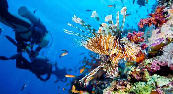 lionfish and scuba divers