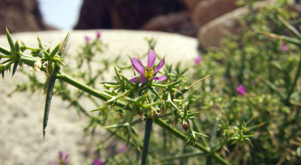 Spring in Wadi Gnai