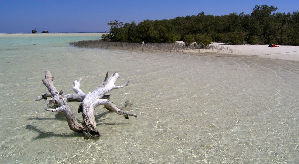 Nabq Mangrove Forest