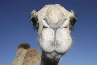 Baby camel