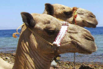 Camels at Blue Hole