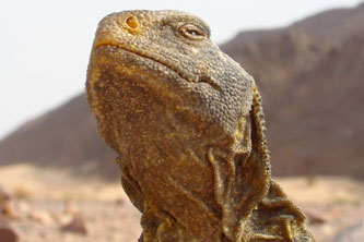 desert lizard
