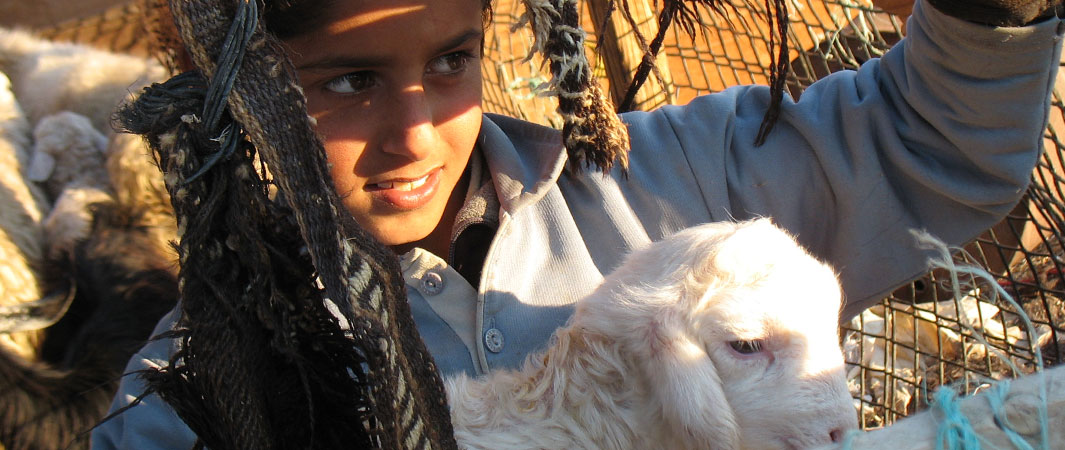 Bedouin and goat