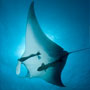 Manta Ray