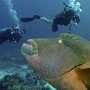 Napoleon Wrasse